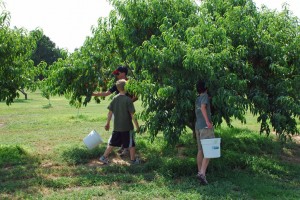 kids picking peaches, peach recipes, peach orchard