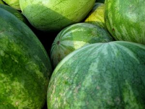 different shaped watermelons