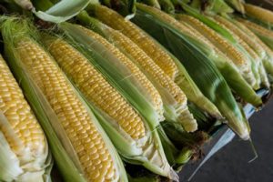 Corn no the Cob in Husks - Unsplash | How to Cook Corn