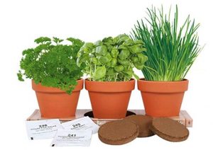 Indoor Herb Garden Giveaway